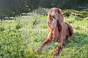 Beautiful wet red dog Russian Greyhound Borzoi with open mouth and big pink tongue lies with a green ball on grass in a park in