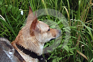 A beautiful wet red dog sits in the green grass and looks away