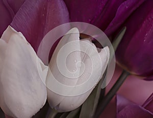 Beautiful wet tulips close up background banner summer