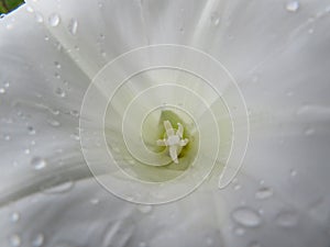 Beautiful wet white flower with natural macro detail photo