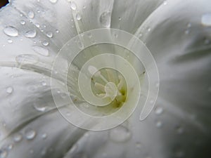 Beautiful wet white flower with natural macro detail photo