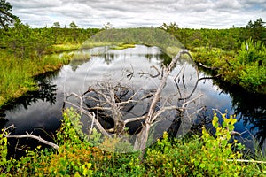 Beautiful wetland