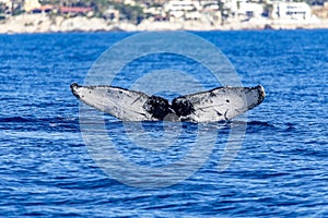 Beautiful whale entering the deep sea of the Gulf of California that joins the Sea of Cortez with the Pacific Ocean.