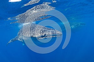 A beautiful whale shark swimming in the warm waters off of Cancun, Mexico photo