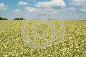 Beautiful wheat agriculture field under the blue cloudy sky during summer season