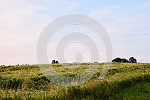 Beautiful wheat barley rye field landscape with green blue sky over it. Nature protection concept. Agricultural cultivation