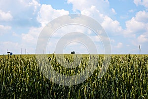 Beautiful wheat barley rye field landscape with green blue sky over it. Nature protection concept. Agricultural cultivation