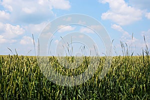 Beautiful wheat barley rye field landscape with green blue sky over it. Nature protection concept. Agricultural cultivation