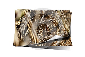 Beautiful wheat branches. beige wheat.nature photo albums design.