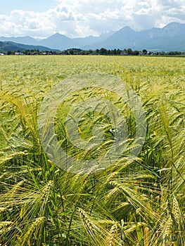 A beautiful wheat field.