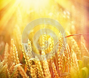 Beautiful wheat field