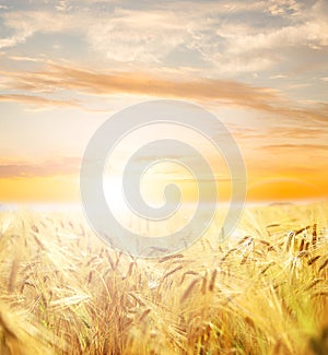 Beautiful wheat field.