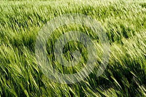 Beautiful wheat field detail