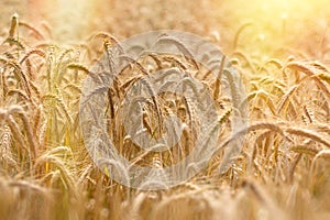 Beautiful wheat field illuminated by sunlight