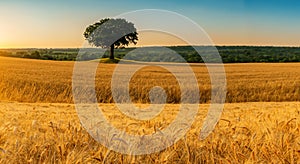 beautiful wheat field WITH THE SUN IN THE BACKGROUND