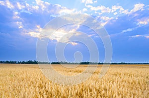 Beautiful Wheat Field under Blue Sky with Dramatic Sunset Clouds