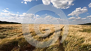 Beautiful wheat field with yellow golden ears of grain cereals swaying wind