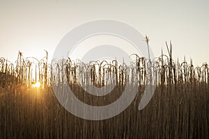Beautiful wheat grass at sunrise