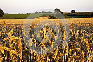 Beautiful Wheat.Sunset