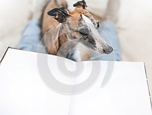 Beautiful whippet dog sitting between abstract person legs with big opened book.