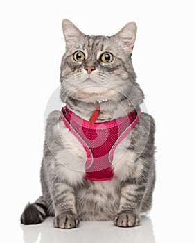 beautiful whiskas grey cat in pink harness with red collar looking away photo