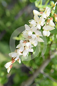 Beautiful white acacia blossom on blur background with place