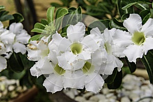 The Beautiful White Adenium Obesum photo