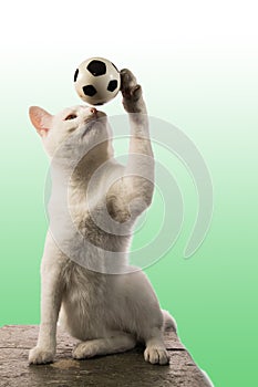 A beautiful white adult cat plays the World Cup with a toy ball that he tosses and catches,,