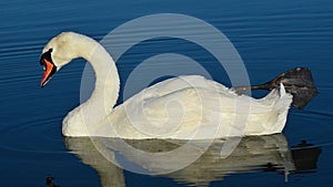 Beautiful white adult Mute Swan bird, latin name Cygnus Olor, drinking water from large fish pond while swimming