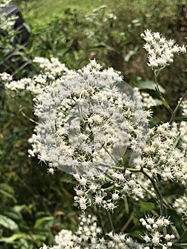 Beautiful White Alabama Wildflower Common Boneset - Eupatorium perfoliatum -Growing in Morgan County