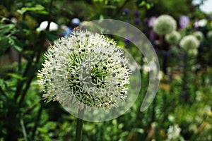 Beautiful White Allium flower growth in the garden