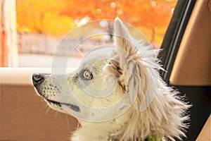 Beautiful white American Eskimo puppy - Eskie or Spitz - looks stressed riding in front seat of car on autumn day - focus on eye