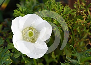 Beautiful white anemone flowers