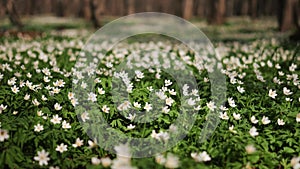 Beautiful White Anemone Flowers Blooming In The forest