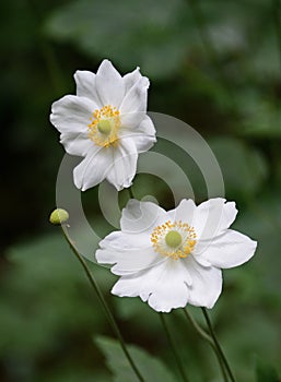 Beautiful white Anemone nemorosa flower.