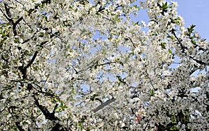 Beautiful white apple flower green leaves close up romantic nature blossom garden still life botany