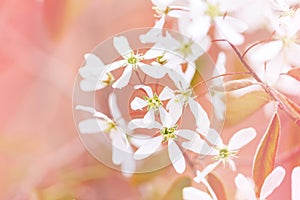 Beautiful white apple flowers buds on tree branches