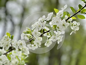 Beautiful white apple tree flower
