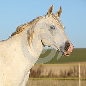 Beautiful white arabian horse in autumn