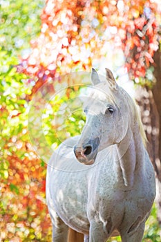 Beautiful white arabian horse gelding portrait in autumn forest