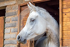 Beautiful white Arabian horse looking out of stall window at brick stable