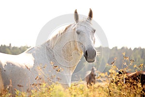 Beautiful white arabian horse portrait in rural area