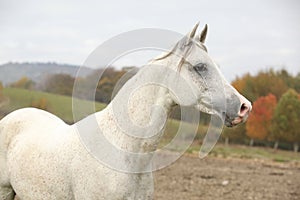 Beautiful white arabian stallion