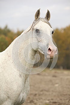 Beautiful white arabian stallion