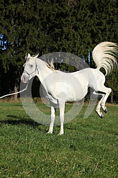 Beautiful white arabian stallion kicking