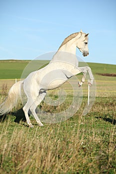 Beautiful white arabian stallion prancing