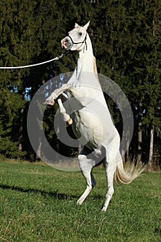 Beautiful white arabian stallion prancing