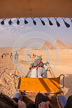 Beautiful White Arabic Horse Pulling Traditional Chariot Towards Giza Great Pyramids in Cairo Desert