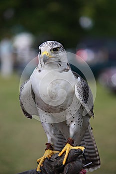 A beautiful white arctic hawk raptor bird close up