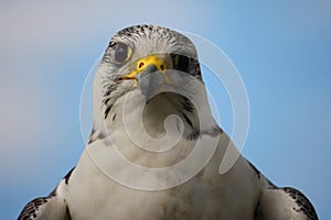 A beautiful white arctic hawk raptor bird face